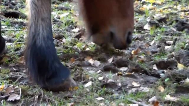 Testing av videokamera! смотреть онлайн