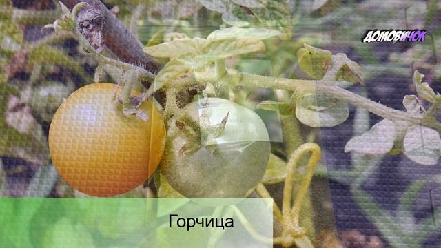 КАКИЕ СИДЕРАТЫ ПОСАДИТЬ - Лучшие Сидераты Для Огорода - Как и Когда Садить Сидераты смотреть онлайн