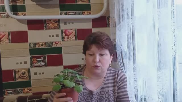 Новый пуловер и цветы. архив от 30.03.2022г. смотреть онлайн