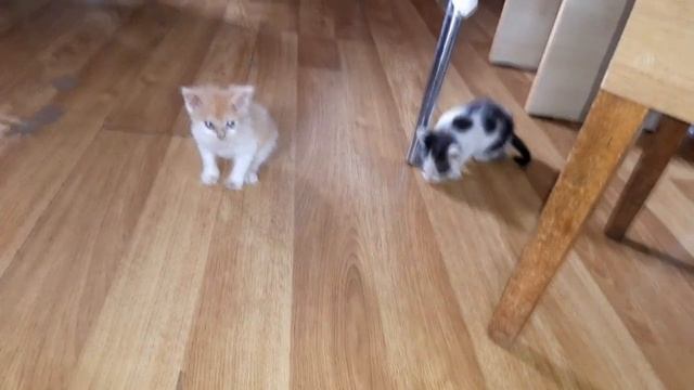 80 Рубик и Мани Играют Котенок из пакета часть 3 смотреть онлайн