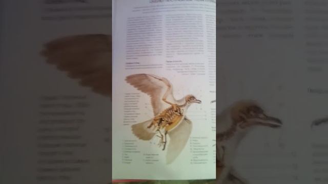 Скелет птицы смотреть онлайн