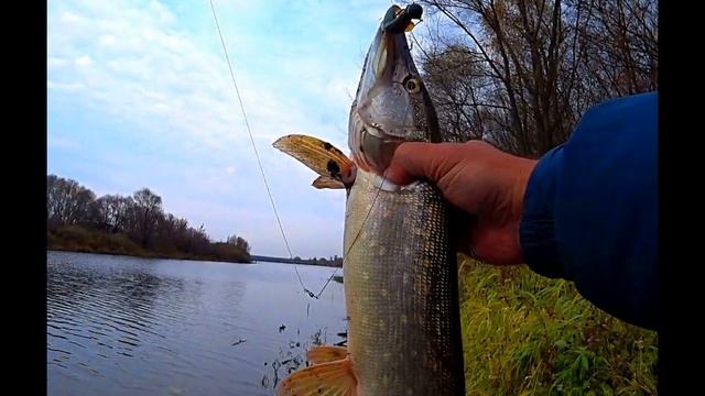 Щука в мае на спиннинг и живца — тактика ловли, поиск и приманки. смотреть онлайн
