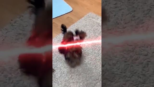 #йоркширский_терьер. мини малышка беби фейс смотреть онлайн