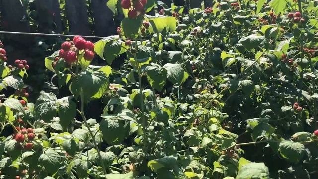 Чёрная малина «Кумберленд» ? Обзор сорта чёрной малины смотреть онлайн