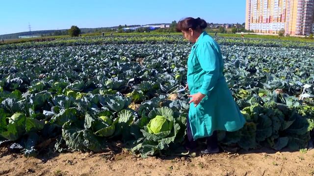 Обзор капусты белокочанной Московская Поздняя 15 смотреть онлайн