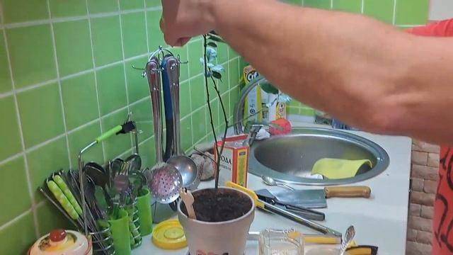 ГРИБНАЯ ЮШКА С ФАСОЛЬЮ И РЫБОЙ #fishing #рыбалка #уха #юшка #рыба смотреть онлайн