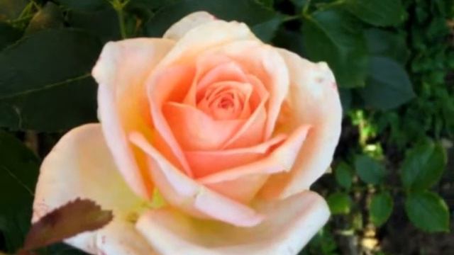 Les rosiers de mon jardin 2010 смотреть онлайн