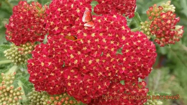 Тысячелистник обыкновенный Ред Вельвет ? обзор: как сажать, рассада тысячелистника Ред Вельвет смотреть онлайн