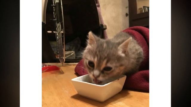 Из диких условий в королевскую жизнь!