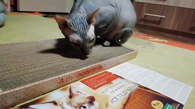 Когтедралка для любимого кота смотреть онлайн