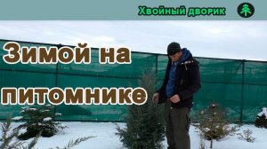Сеянцы хвойных под снегом,зимой на питомнике «Хвойный дворик»