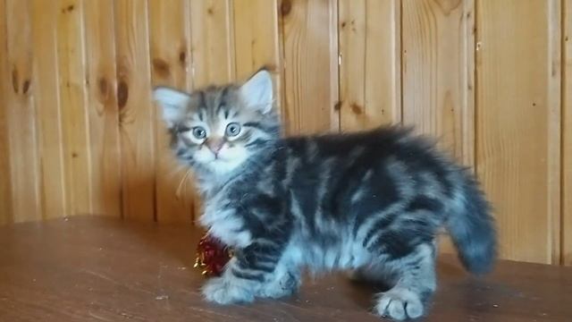 Сибирский котик Kuzya Crown of Siberia, 1,5 месяца смотреть онлайн