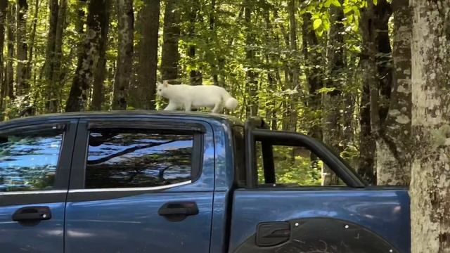 На природе Ford ranger raptor смотреть онлайн