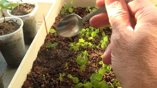 Как вырастить ольху. Часть 7. смотреть онлайн