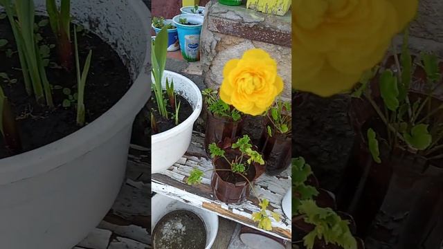 Ранункулюс(лютик садовый азиатский) расцвёл.Как розочка. смотреть онлайн