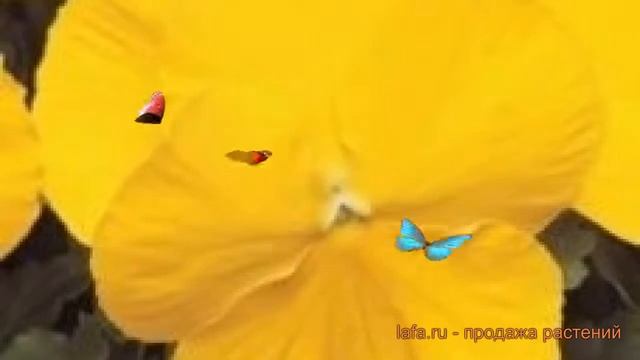 Виола крупноцветковая Еллоу ? крупноцветковая виола Еллоу обзор: как сажать, семена виолы Еллоу смотреть онлайн