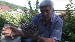 Как заготовить кедровый орех