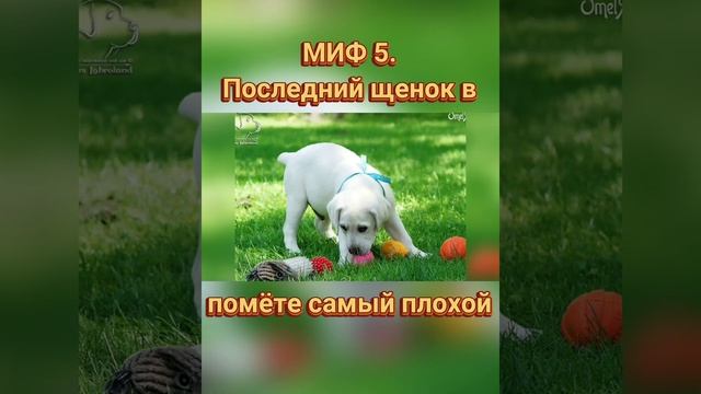 ??? Миф. 5. Последний щенок самый плохой в помете, потому что его никто не выбрал смотреть онлайн