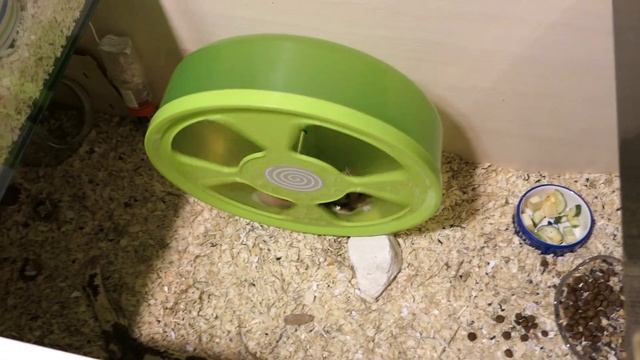 #ХОМКИ планируем ВЯЗКУ сирийских хомячков XXXL размера, черепахового окраса самка и ШАМПАНЬ самец смотреть онлайн