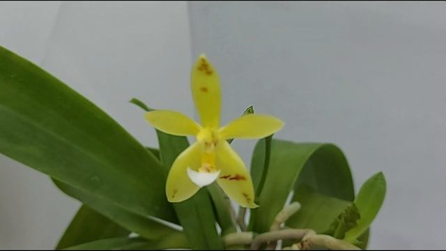 Ph. cornu cervi var alba x tetraspis C1 смотреть онлайн