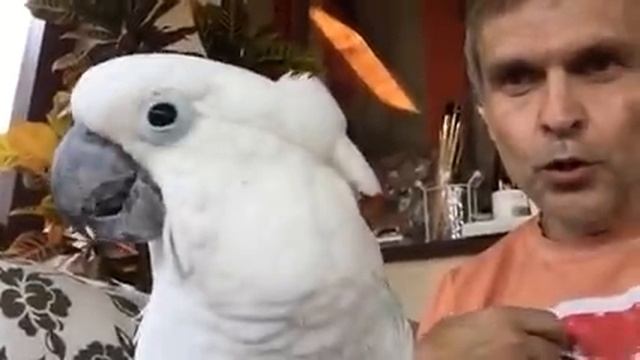 Какаду Кукушечка отвечает на вопросы:) смотреть онлайн
