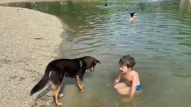 Самые добрые собаки в Сочи! смотреть онлайн