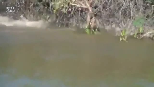 ЯГУАР против КРОКОДИЛА?