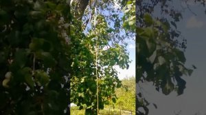 Как пилить высокие ветки, не залезая на дерево: Секретное решение!