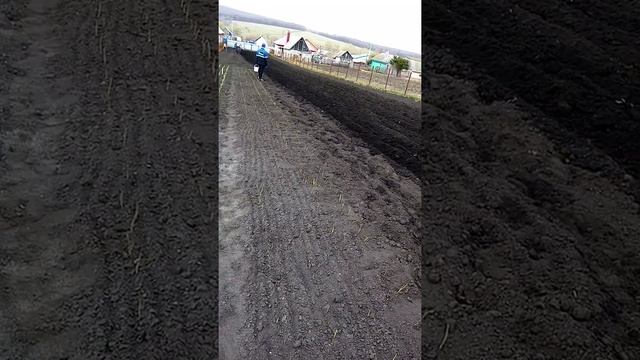 (№31) Посадка картофеля дедовским способом. смотреть онлайн