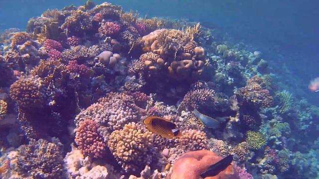 Hotel Coral Garden in Ägypten: paradiesische Entspannung! #hotel ? смотреть онлайн