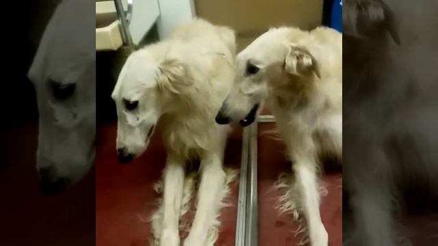 Борзые о Борзые в Московском Метрополитене. смотреть онлайн