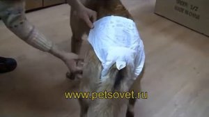 Памперсы для собак в Интернет-зоомагазине ПетСовет http://www.petsovet.ru/