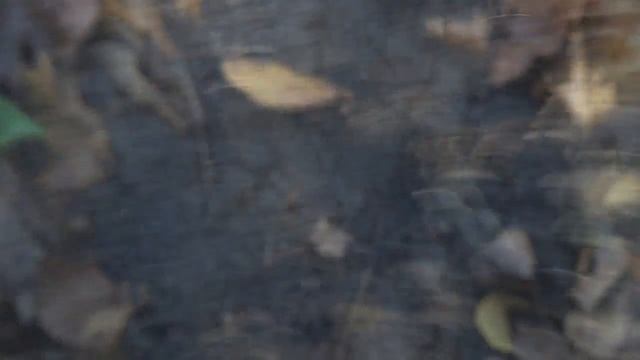 Коп монет Ноябрь 2018 смотреть онлайн