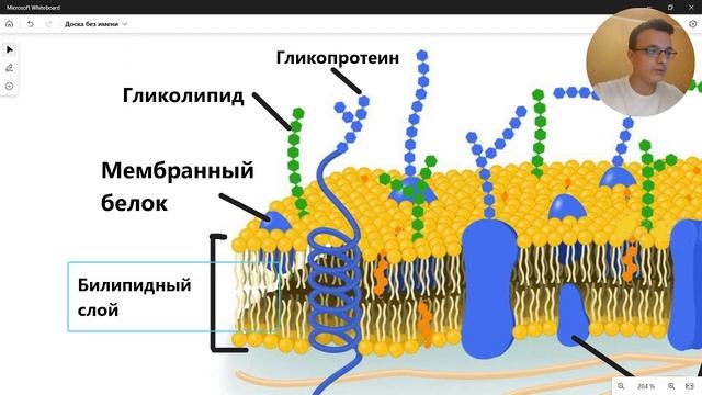 КЛЕТОЧНАЯ МЕМБРАНА строение функции ЕГЭ ОГЭ смотреть онлайн