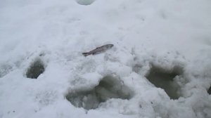 Зимняя рыбалка на гольца на Кольском полуострове(Ловозеро)