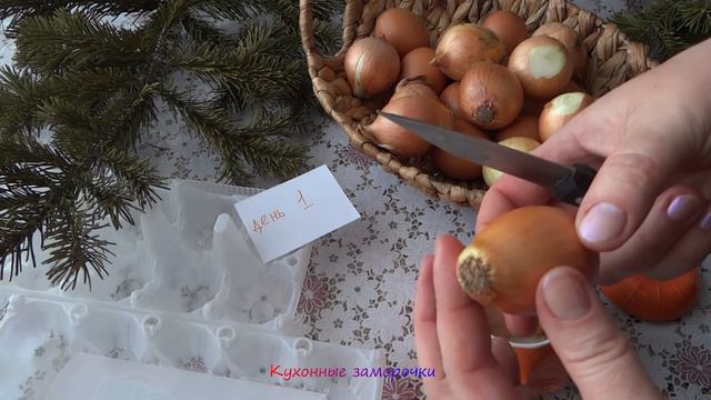 ✅Лук на зелень на подоконнике 🌨️☀️ Эксперимент ✨ День 1 ⭐ смотреть онлайн