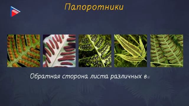 5 класс - Биология - Высшие споровые растения смотреть онлайн