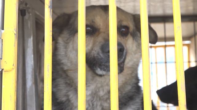 В Усть-Куте продолжается работа по снижению популяции бездомных собак.