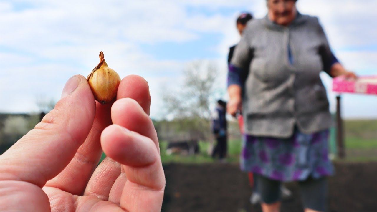 Когда сажать лук севок в открытый грунт весной чтобы вырос крупным? Идеальные сроки посадки лука смотреть онлайн