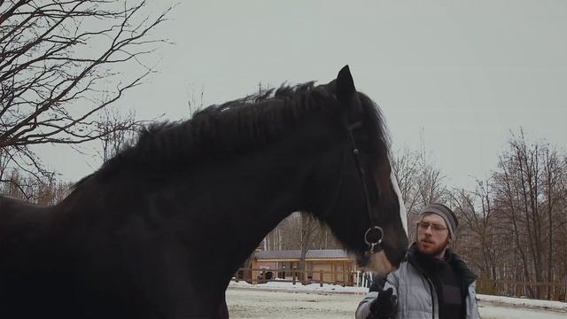 Кобыла фризской породы и конь породы шайр в Фельдман Экопарк смотреть онлайн