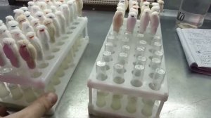 [09] Убиваем серую гниль фунгицидом "Чистоцвет"