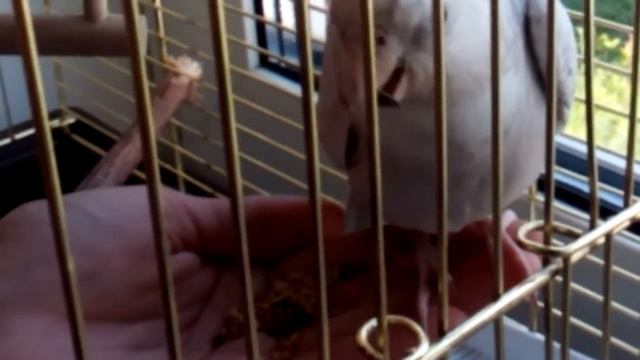 Как приручить кореллу смотреть онлайн