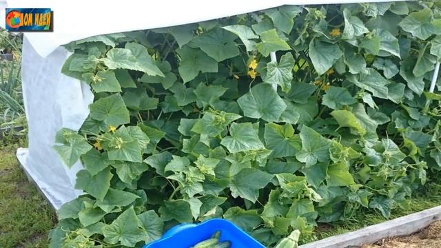 Как продлить плодоношение огурцов? смотреть онлайн