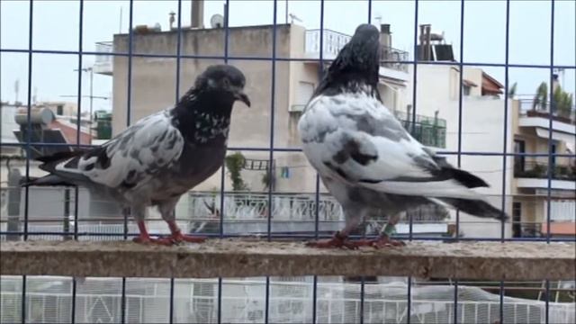 pakistani kabooter in greece part1 full HD смотреть онлайн
