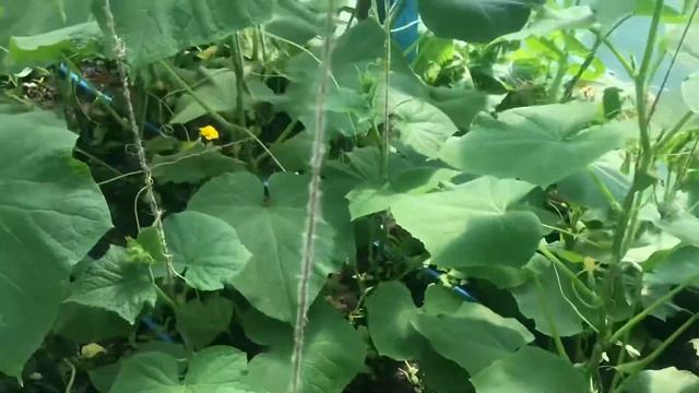 Паутинный клещ! Простой и дешёвый рецепт!Как бороться с паутинным клещом?! смотреть онлайн