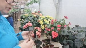 Бегонии элатиор, солении уход, обрезка, черенкование и зимовка.