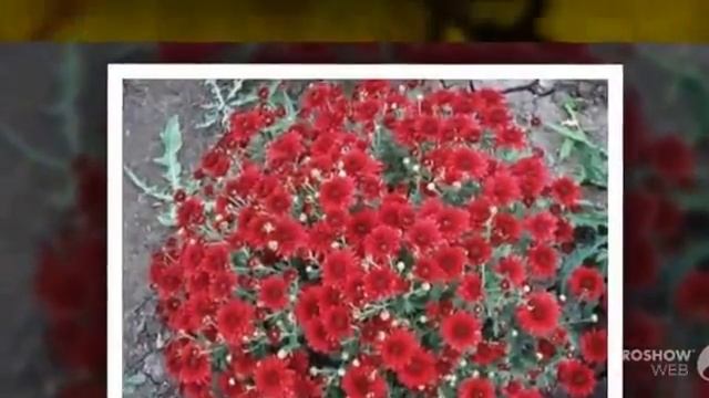 Хризантемы - поздней осени цветы смотреть онлайн