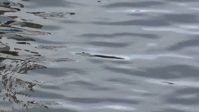 зарисовки с реки Днепр, октябрь 2012, Киев смотреть онлайн