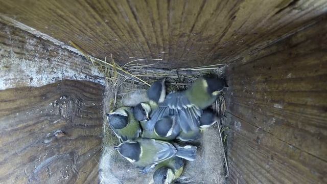 Синица большая №150603 3 скворечник в школьном саду 2015 06 07 4