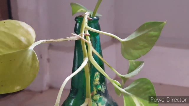 Water growing plants | Malayalam |How to grow indoor plants in water | EasilyAvailableIndoorPlants смотреть онлайн